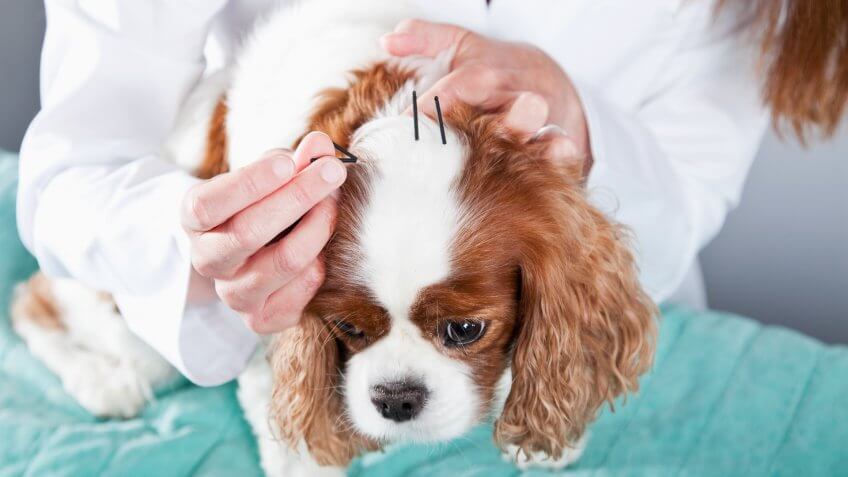 Cropped view of a female veterinarian treating a dog with acupuncture, placing needles in the skin on the top of his head.