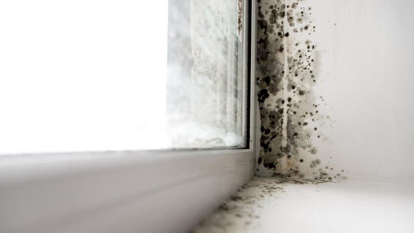 mold