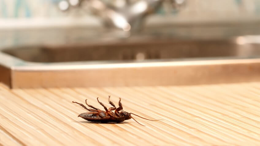 pest-infestation