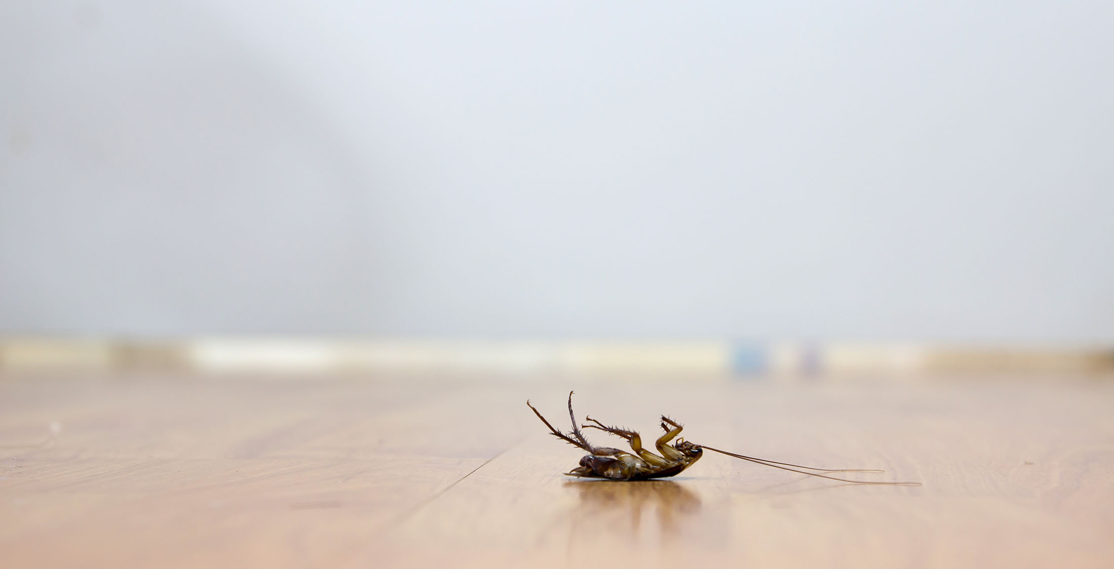 dead cockroach