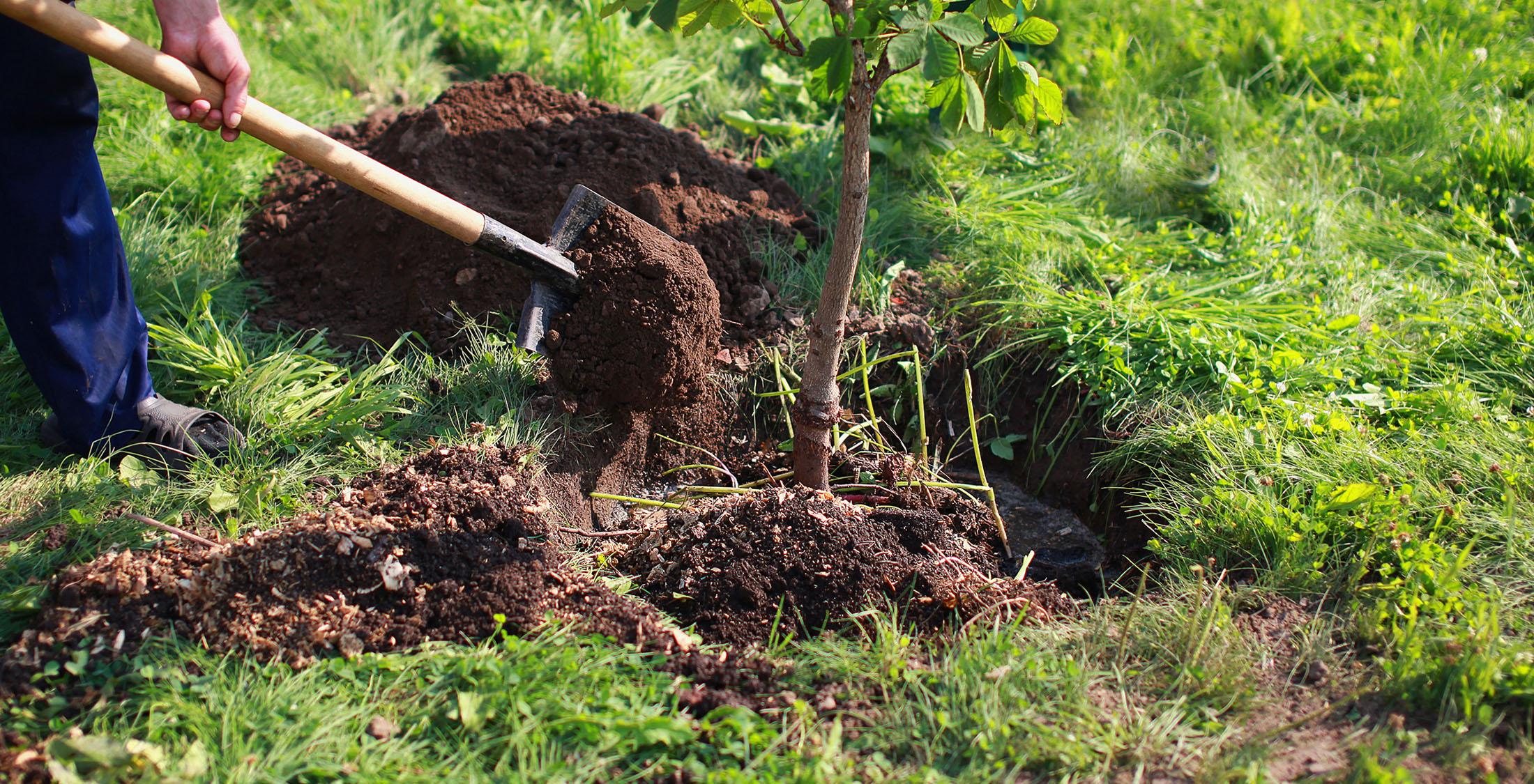 planting tree with fresh dirt