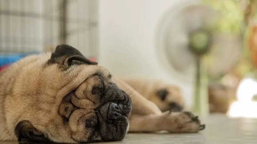 pug sleeping