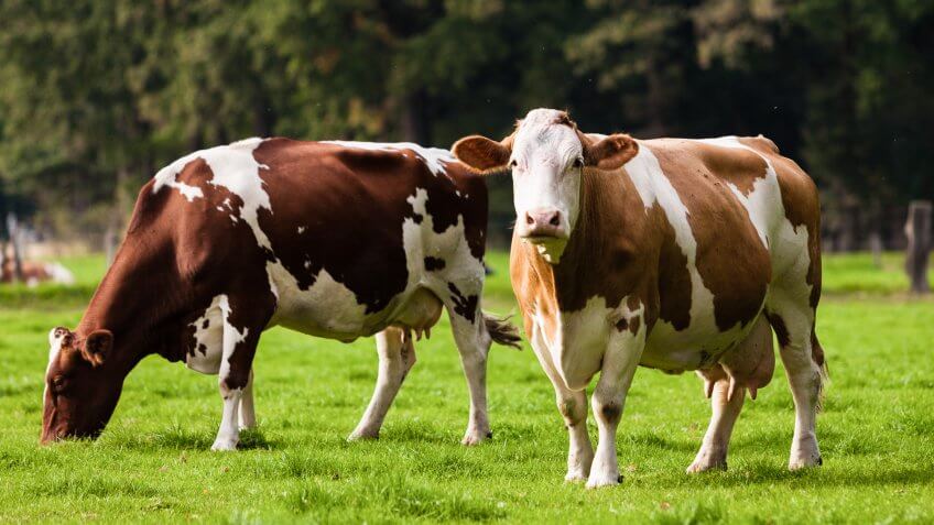 animals