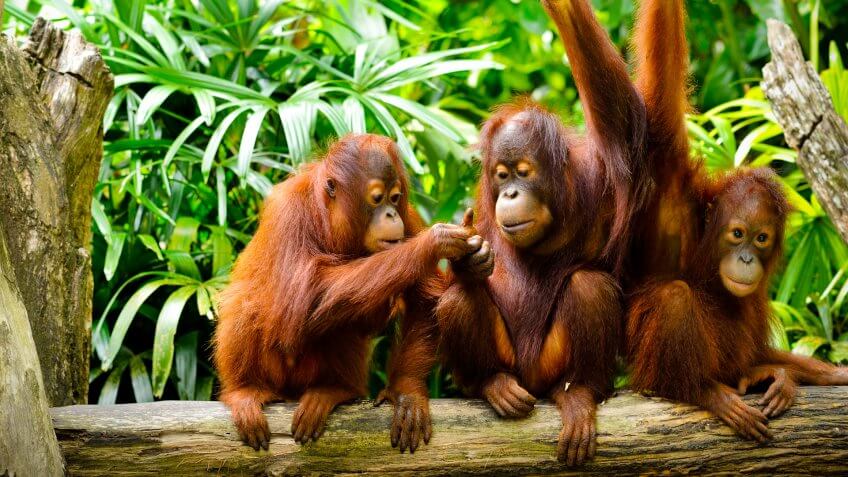 animals