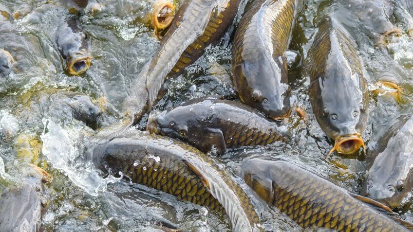 Asian carp feed on plankton, small plants and animals. carp