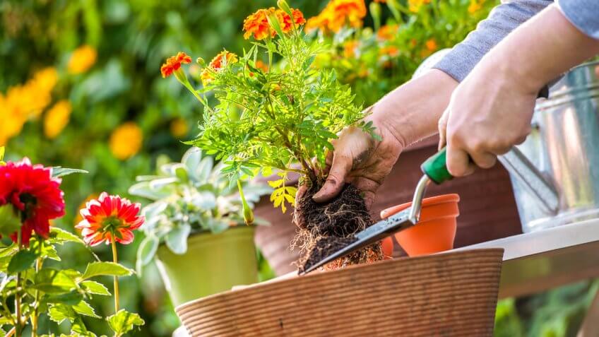 Gardening Gardening