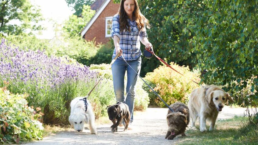 woman walking dogs