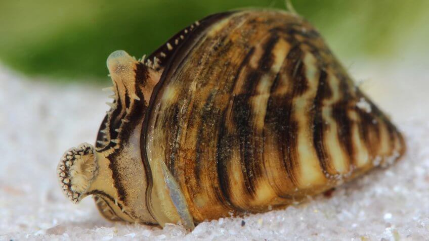 Zebra mussels cause massive problems for cities and power plants. zebra mussel