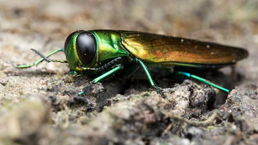 EABs infest ash trees and deplete their water and leaves. emerald ash borer