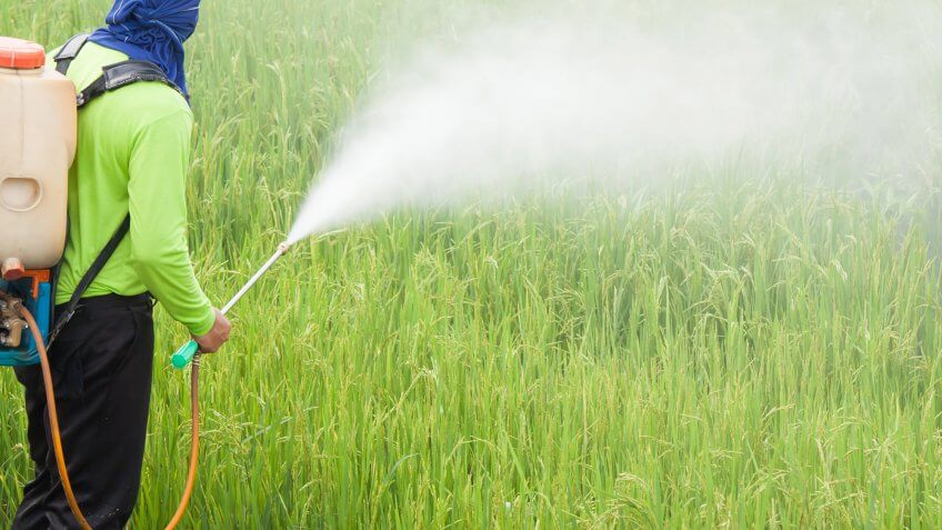 A holistic approach with involvement at both the federal, state and local levels would really be needed for sustainable solutions. man spraying pesticides onto tall grass