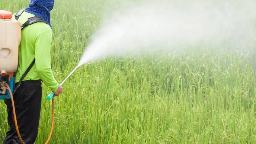 man spraying pesticides onto tall grass