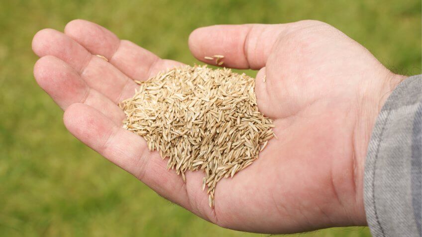 grass-seeds