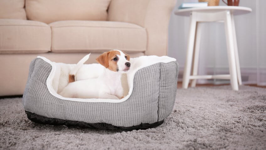 dog-bed
