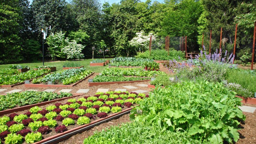 garden