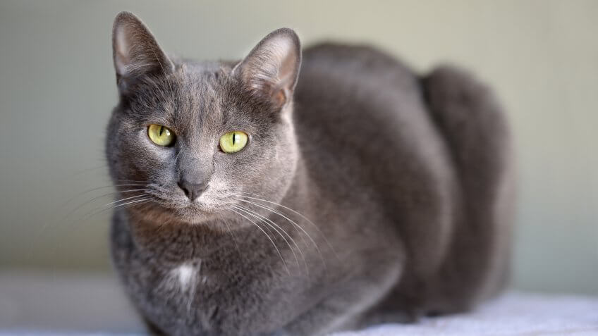 The Most and Least Expensive Cat Breeds in the World ...