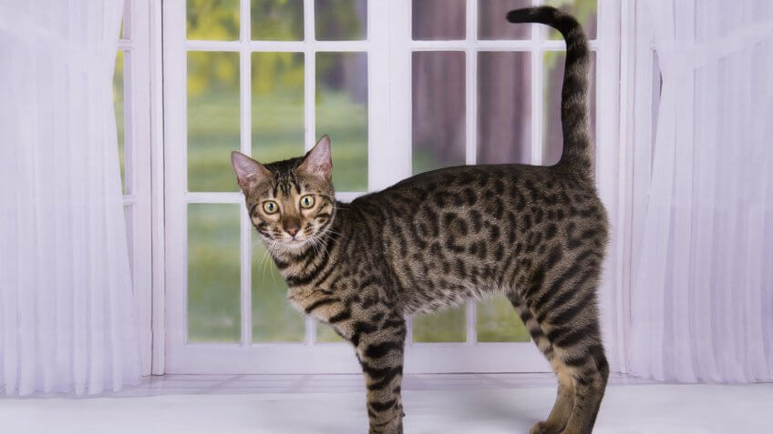 Savannah