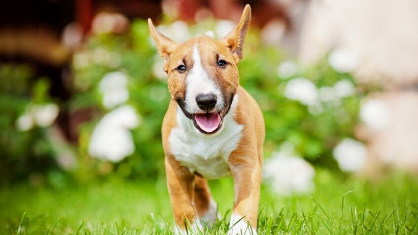 Leave Fido Off the List Leave Fido Off the List