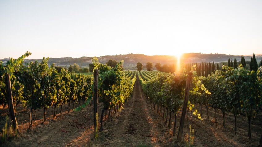 Vineyard