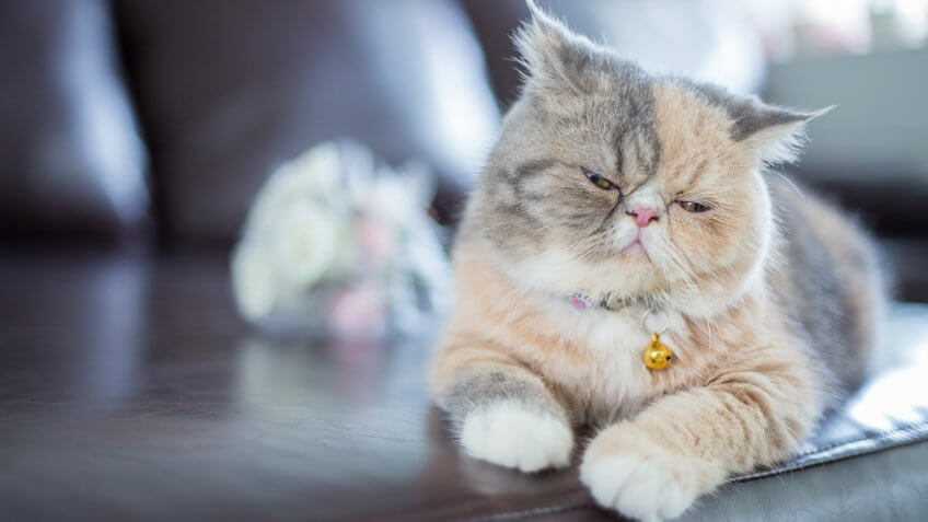 The Most and Least Expensive Cat Breeds  in the World 