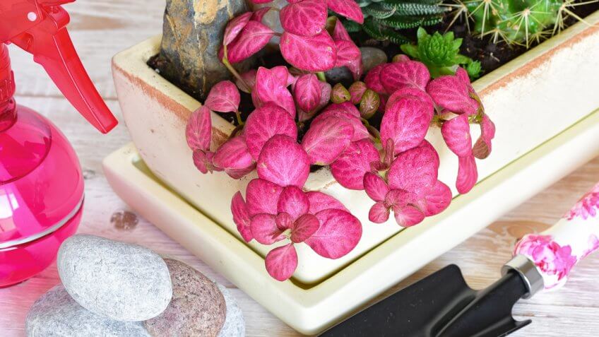 Flower Pot and Plant