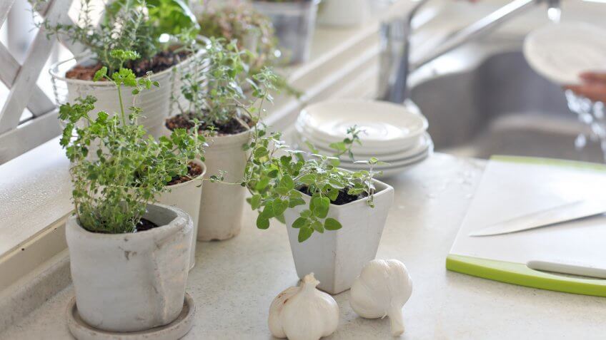 herb-garden