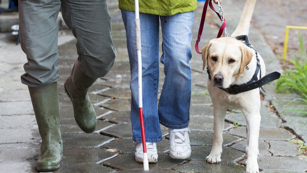 Be Aware of Changes That Impact the Disabled service dog walking with blind owner