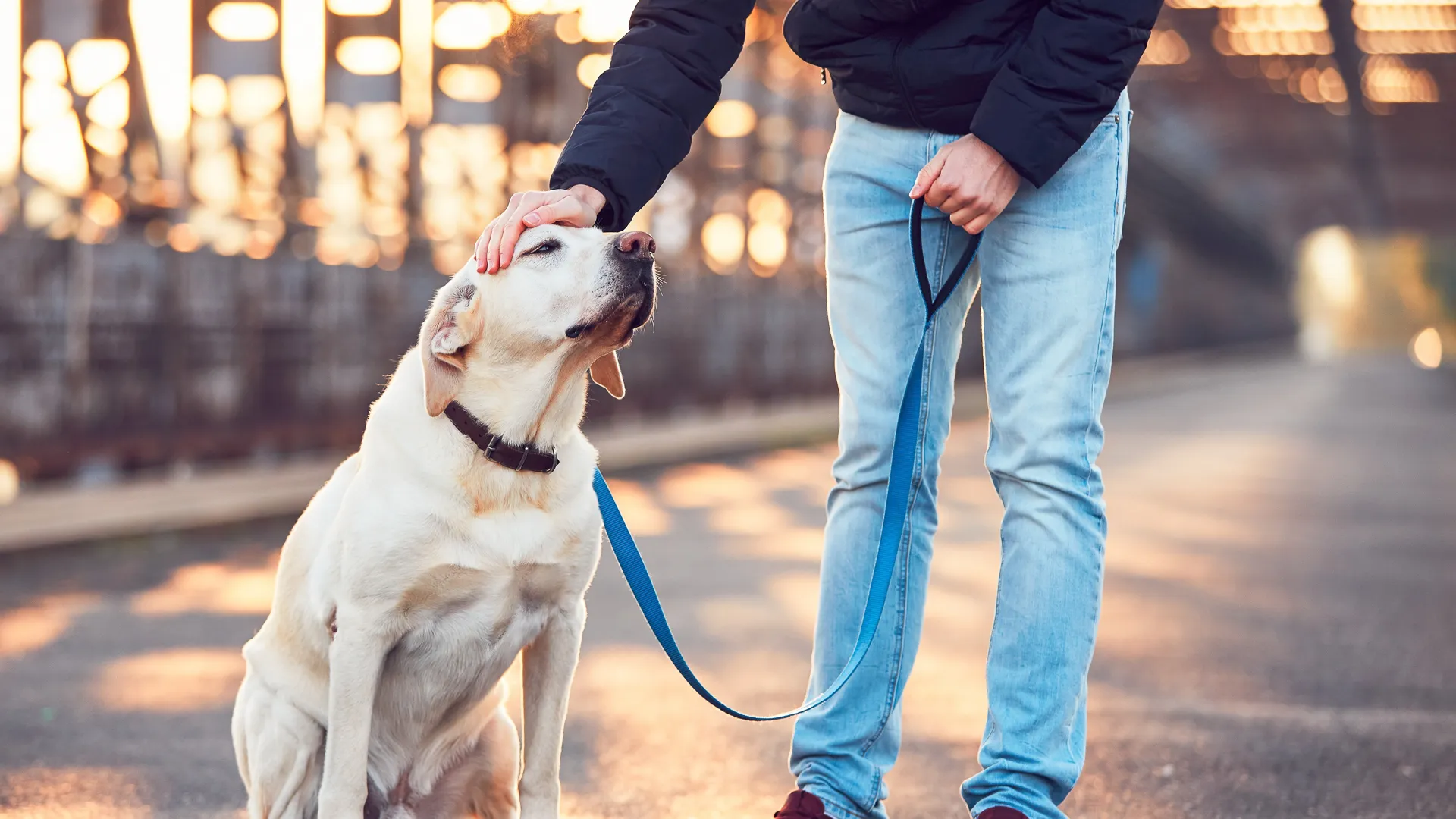 pet-sitter