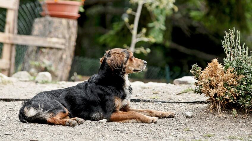 Guard Dogs