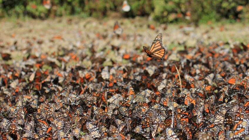 Monarch Butterfly Migration in Mexico