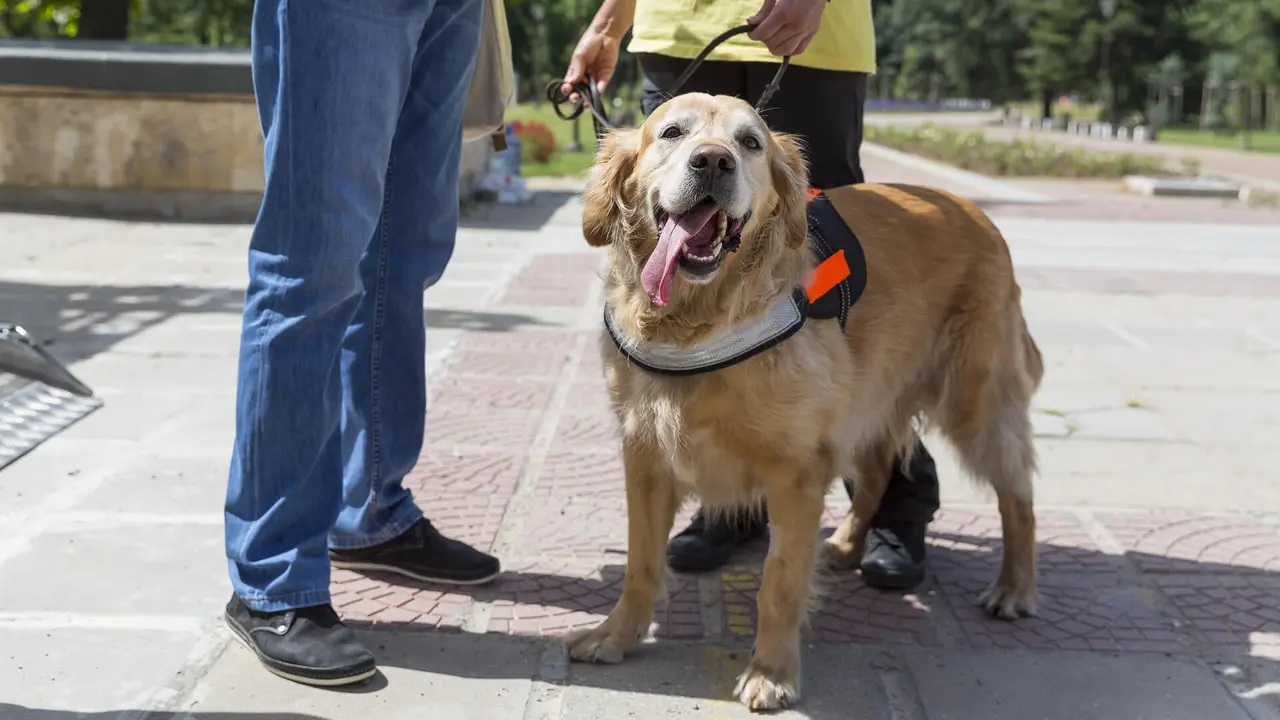 training-service-dog