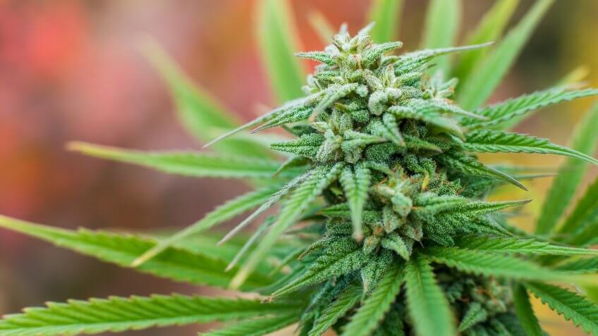 weed plant