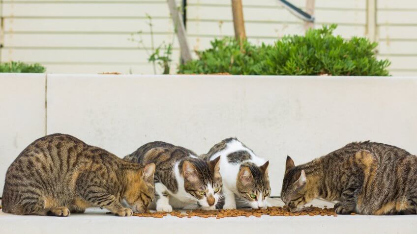 cat food, cats