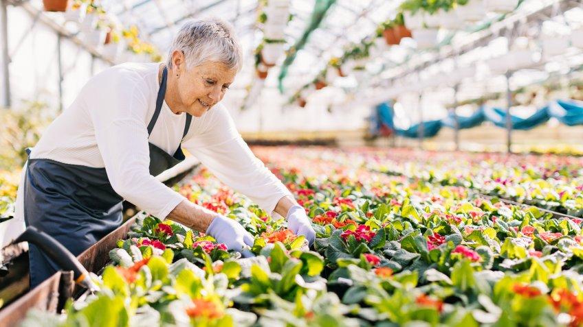 Senior woman working in the flower nursery, with copy space.