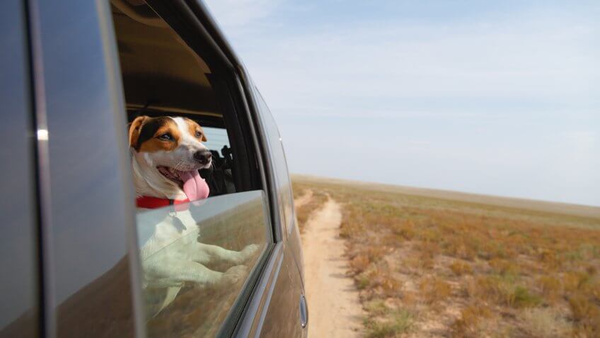 dog, pet, puppy, traveling