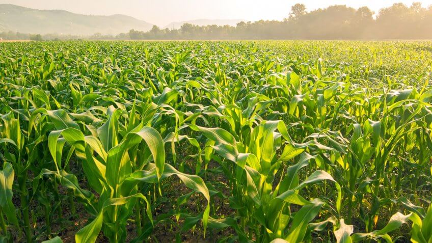 Iowa: Corn