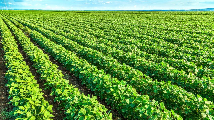 Louisiana: Soybeans
