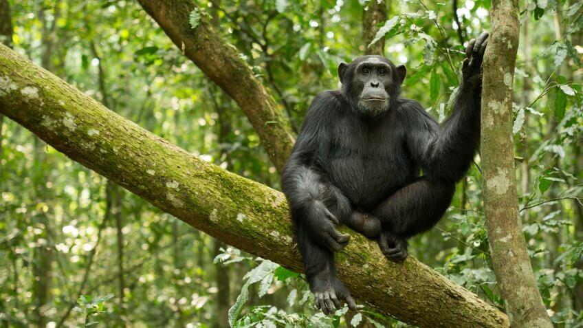 Chimpanzee