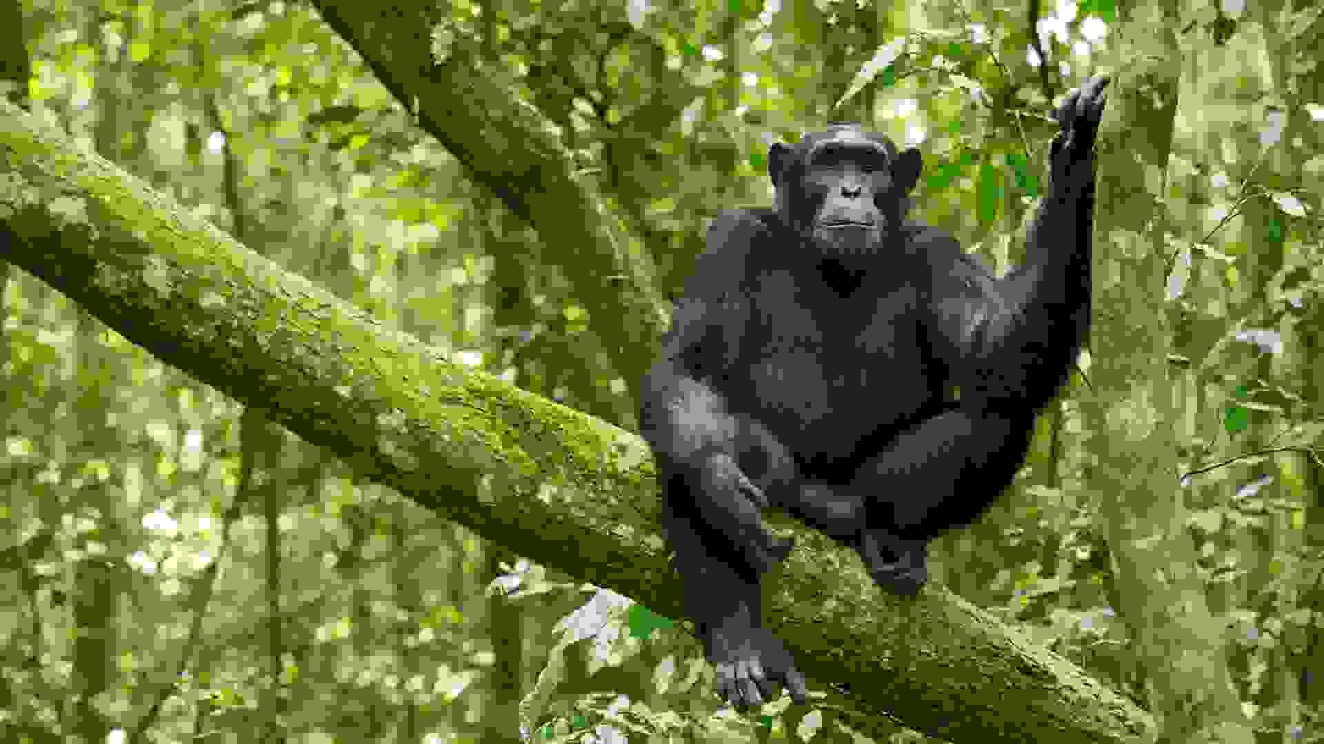 Chimpanzee