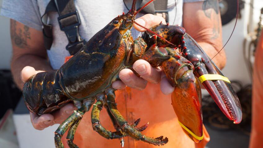 Maine: Lobster