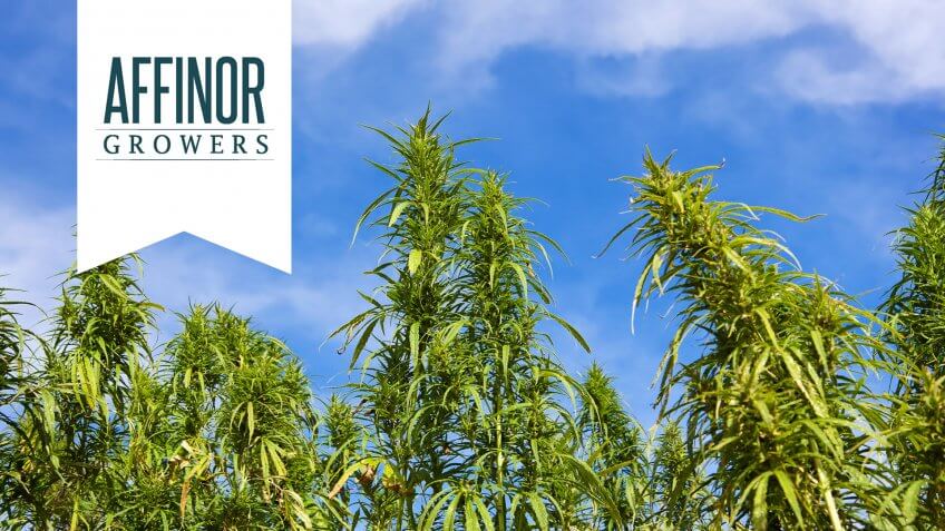 Affinor Growers: AFI (Canada) and RSSFF (US)