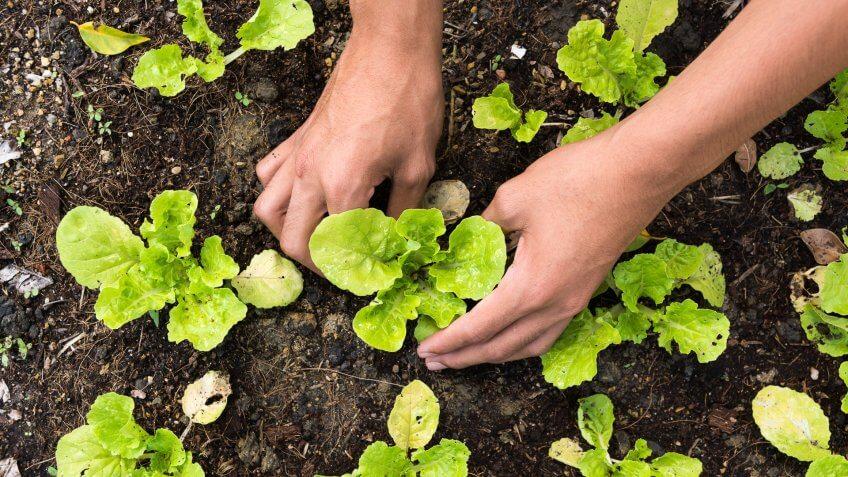 Plant a Garden