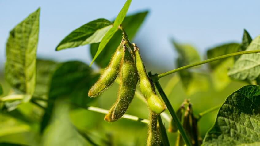 Virginia: Soybeans