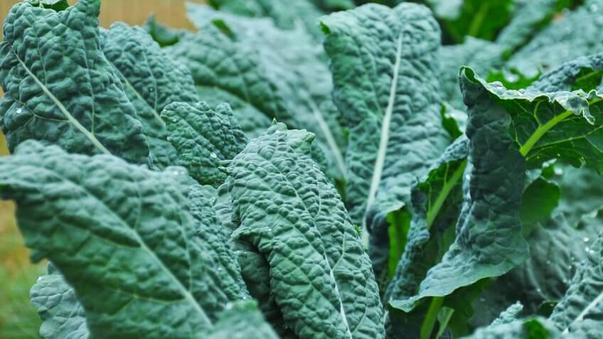 Kale