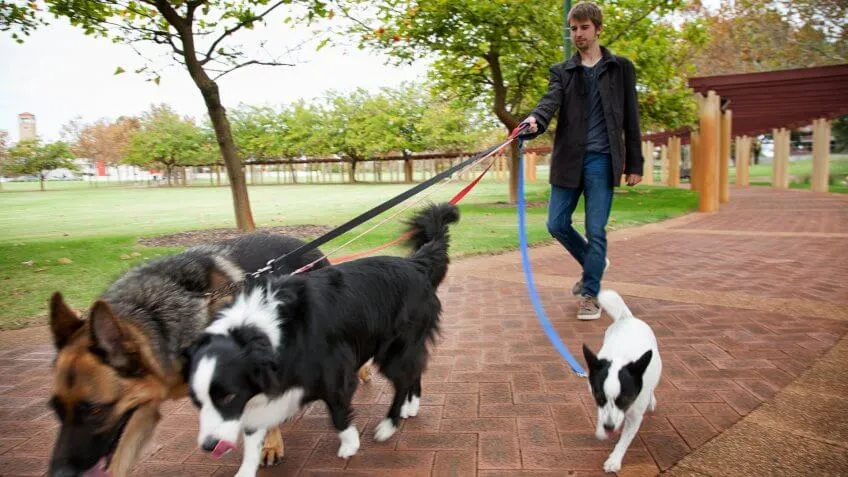 Dog Walker