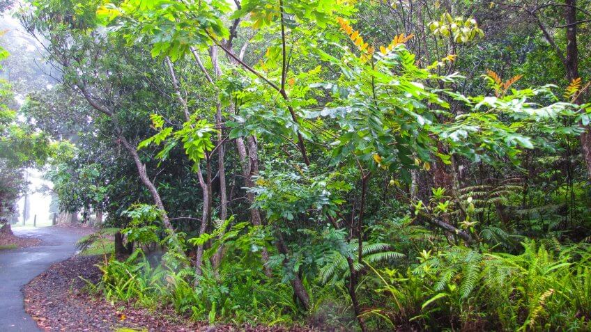 Kalopa Native Forest