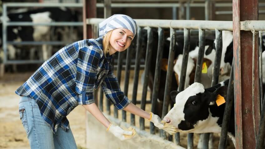 Livestock Artificial Insemination Technician