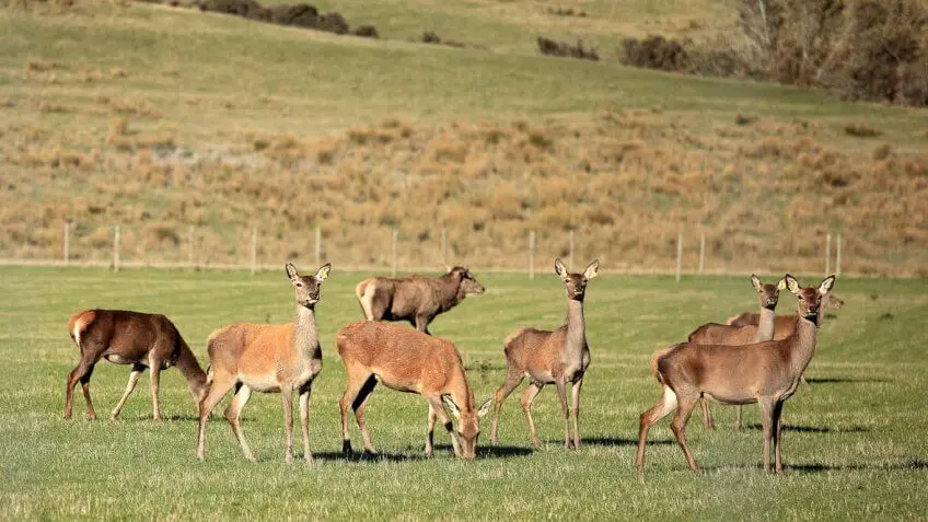 Deer Urine Farmer