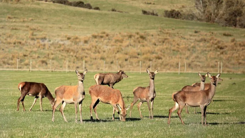 Deer Urine Farmer