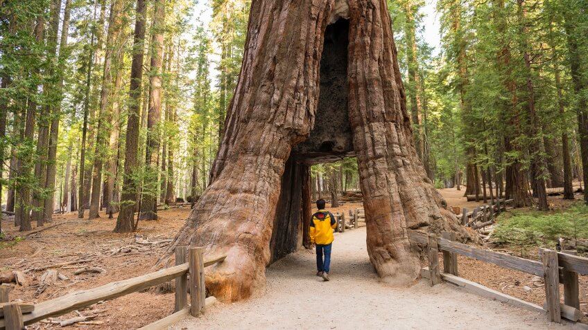 Camping in Yosemite, Calif.