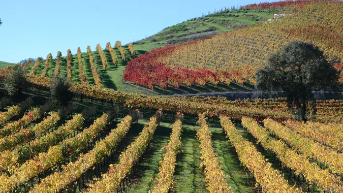 CALIFORNIA, Sebastopol, vineyard